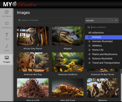 Image Library – My Studio Image Library within My Studio